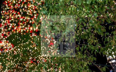 Trees decorated with small lightbulb for Christmas