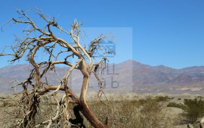 Dried tree on desert