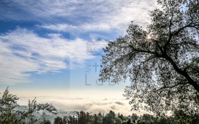 Trees clouds and sky